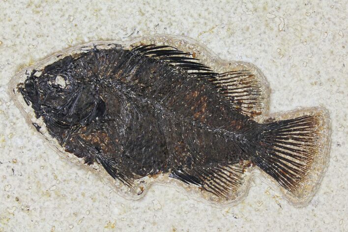 Fossil Fish (Cockerellites) - Wyoming #158573